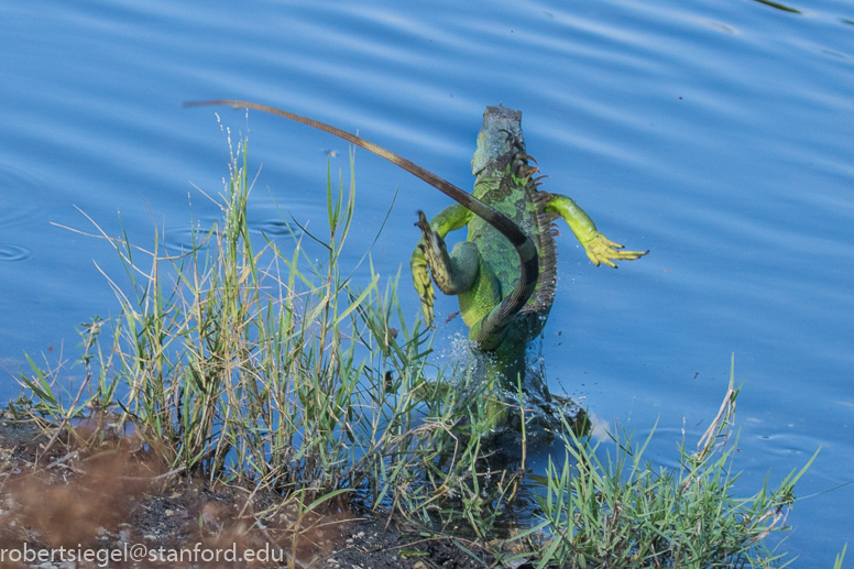 green iguana